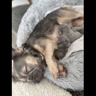 French Bulldog - Both