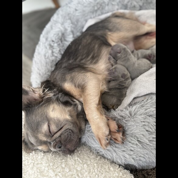 French Bulldog - Both