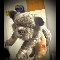 French Bulldog - Both