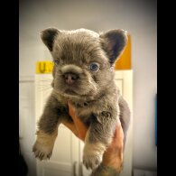 French Bulldog - Both