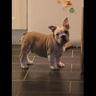 French Bulldog