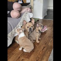 French Bulldog
