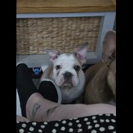 French Bulldog