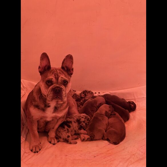 French Bulldog