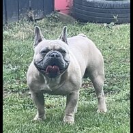 French Bulldog