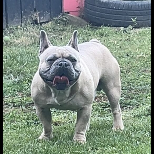 French Bulldog