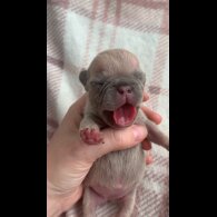 French Bulldog - Both