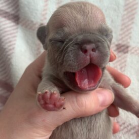 French Bulldog - Both