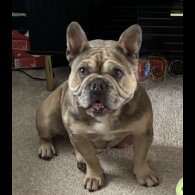 French Bulldog