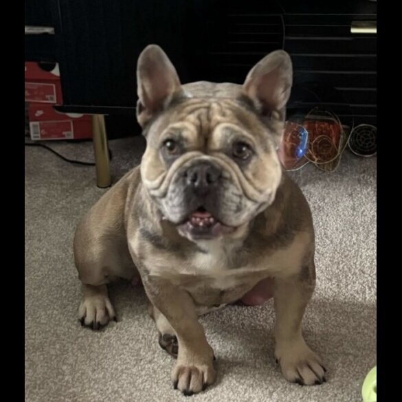 French Bulldog