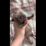 French Bulldog - Both