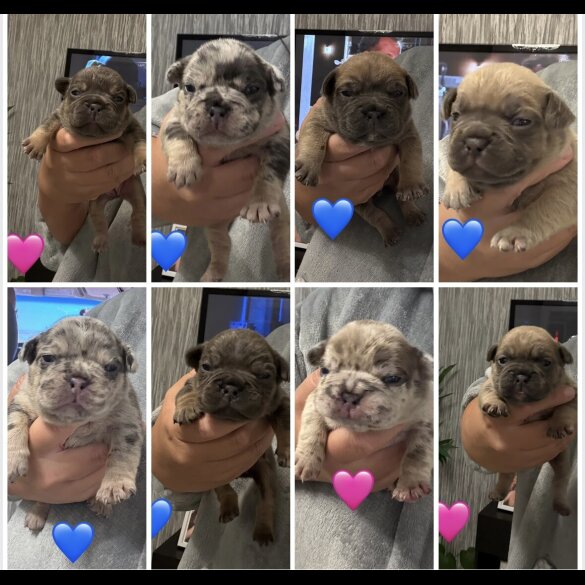 French Bulldog