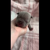 French Bulldog - Both