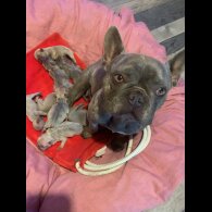 French Bulldog - Both