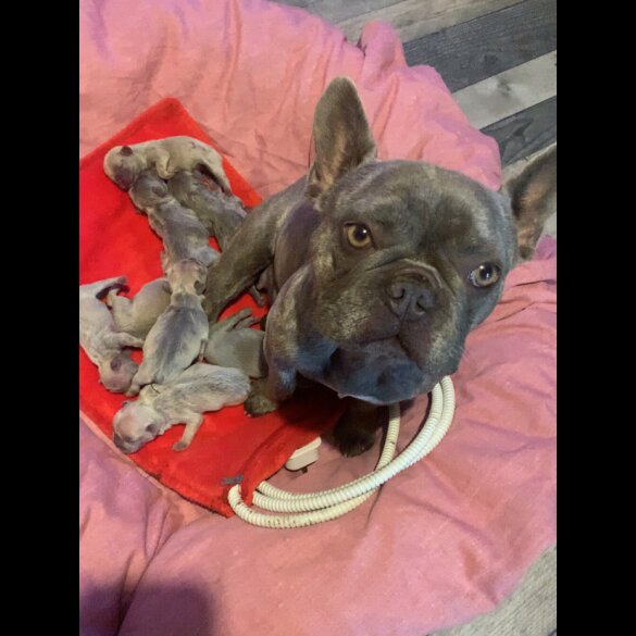 French Bulldog - Both