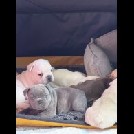 French Bulldog