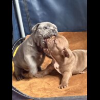 French Bulldog