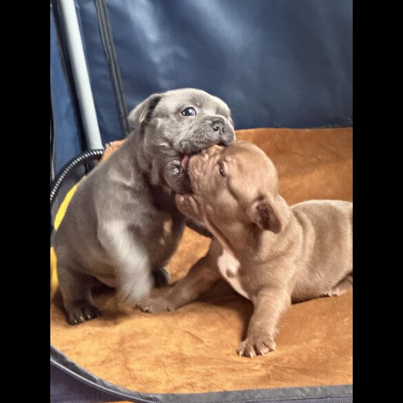 French Bulldog