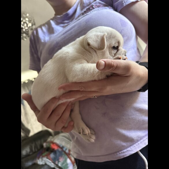 French Bulldog