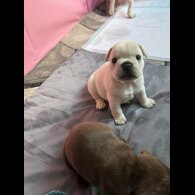French Bulldog