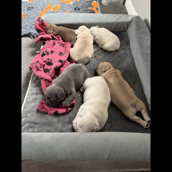 French Bulldog