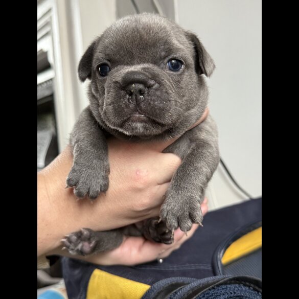 French Bulldog