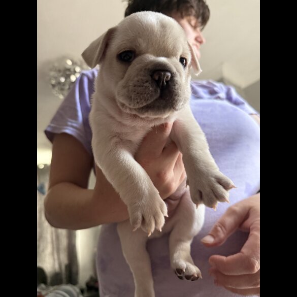 French Bulldog