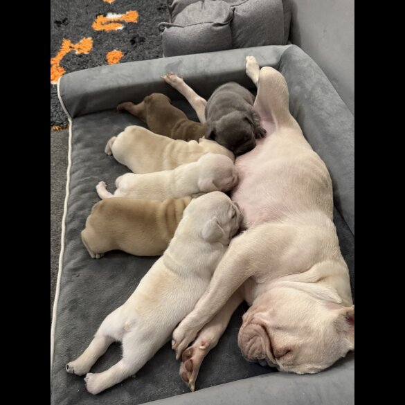 French Bulldog