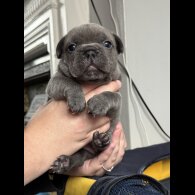 French Bulldog