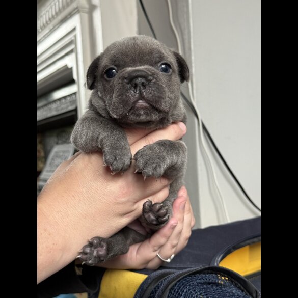 French Bulldog