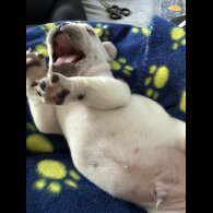 French Bulldog