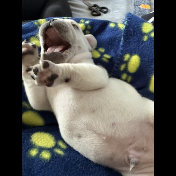 French Bulldog