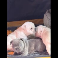 French Bulldog