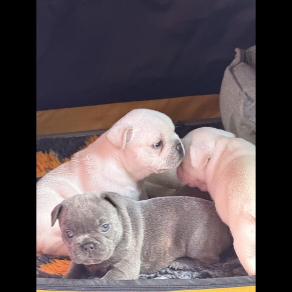 French Bulldog