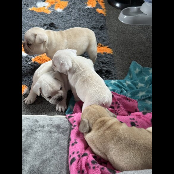 French Bulldog