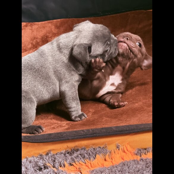 French Bulldog