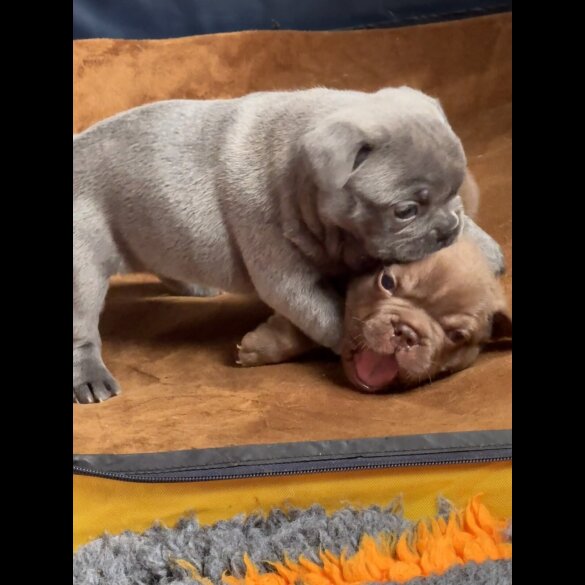 French Bulldog