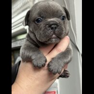 French Bulldog