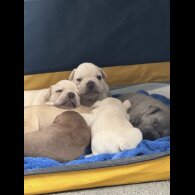 French Bulldog