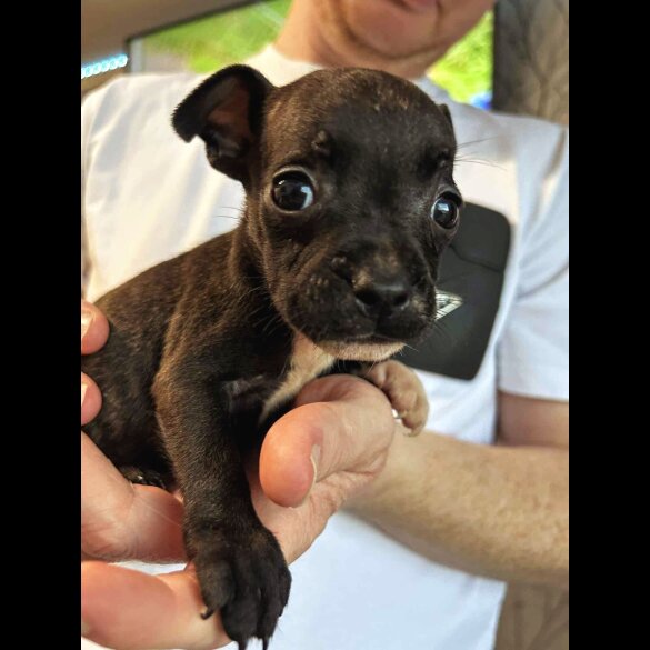 French Bulldog