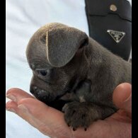 French Bulldog