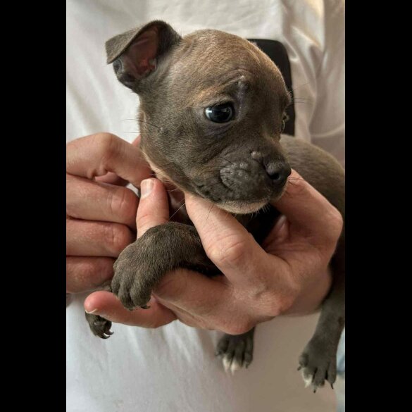 French Bulldog