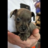 French Bulldog