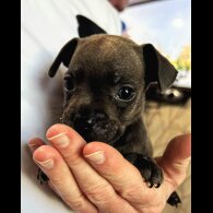 French Bulldog