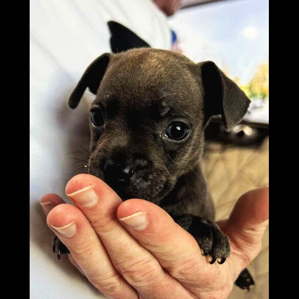 French Bulldog