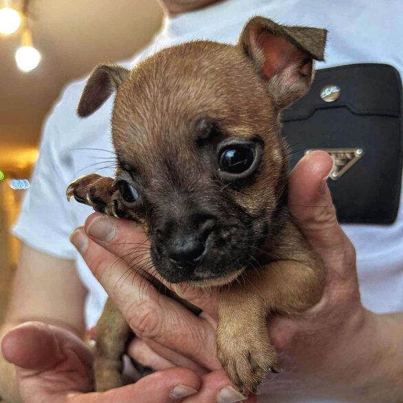 French Bulldog