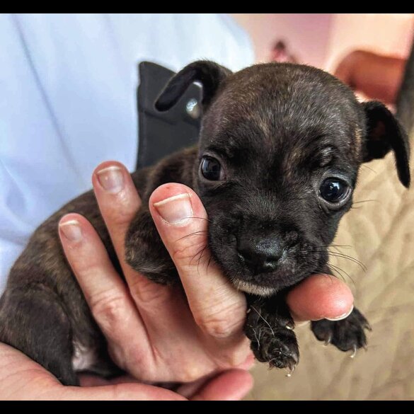 French Bulldog