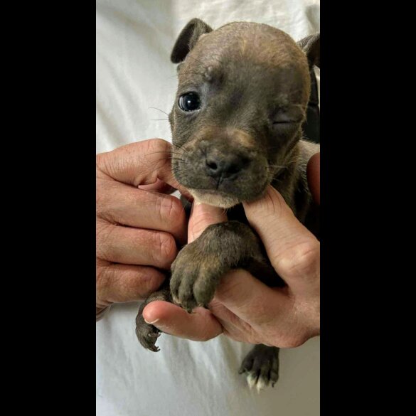 French Bulldog