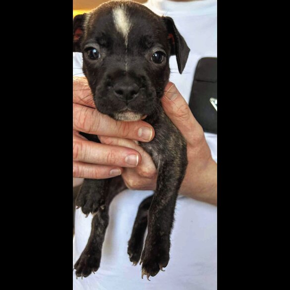 French Bulldog