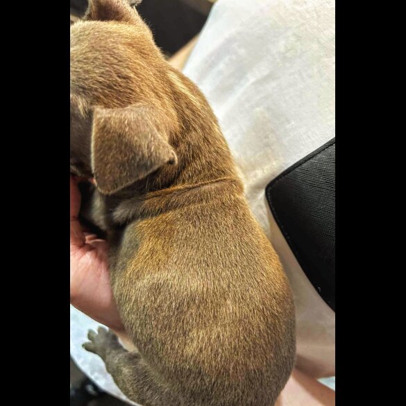 French Bulldog